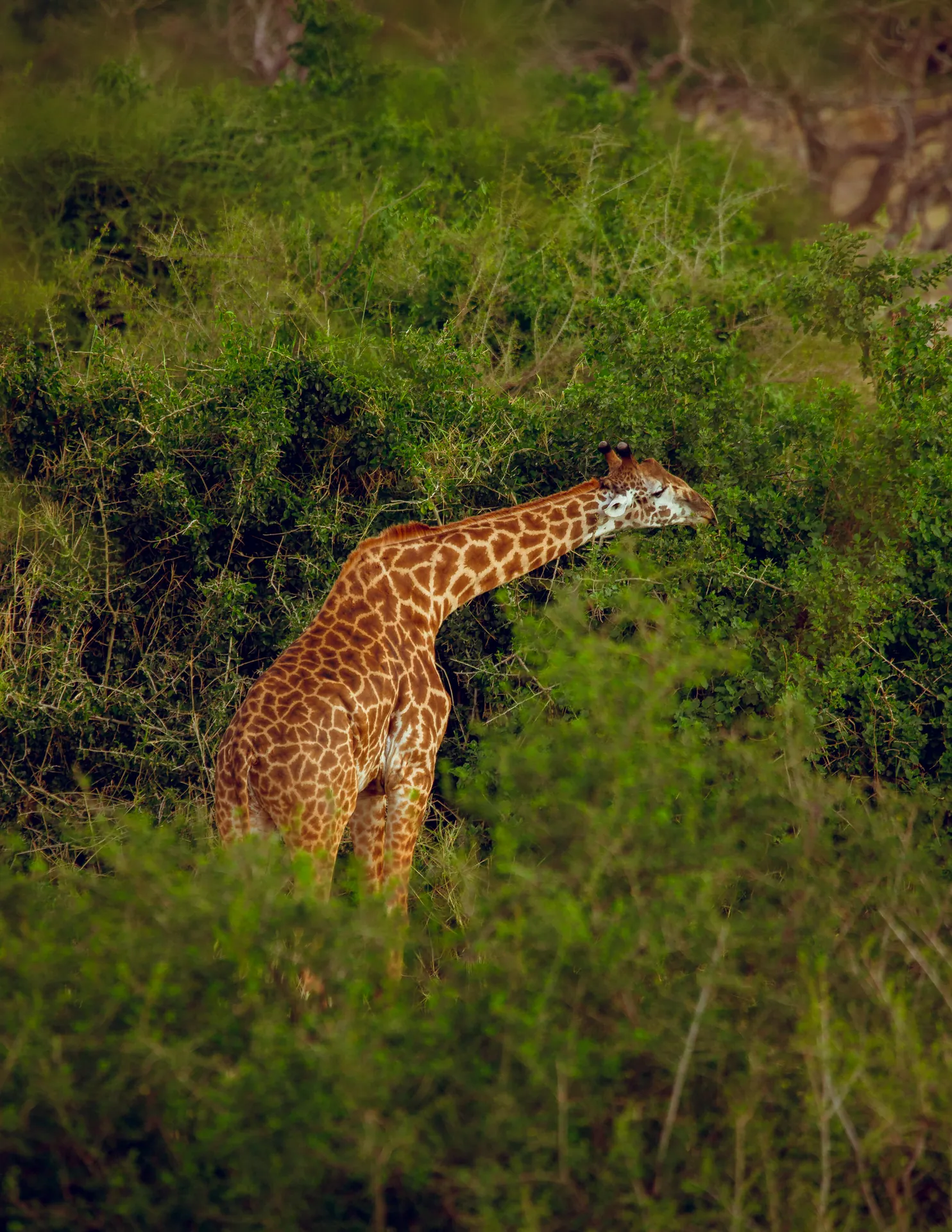 Giraffe in an East African safari landscape